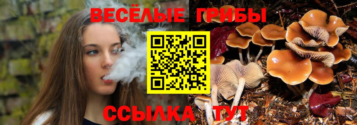 Псилоцибиновые грибы Cubensis Железногорск
